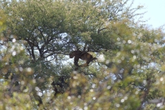 Kruger-2-048