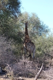 Kruger-2-049