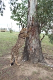 Lion-Park-002