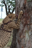 Lion-Park-003