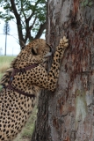 Lion-Park-004