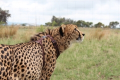 Lion-Park-006