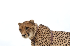 Lion-Park-007