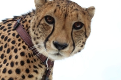 Lion-Park-008