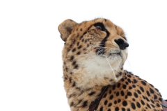Lion-Park-009
