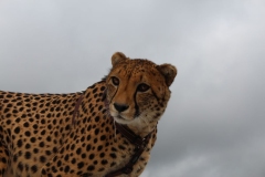 Lion-Park-010