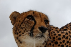 Lion-Park-011