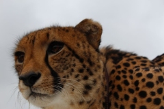 Lion-Park-012
