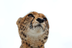Lion-Park-013
