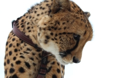 Lion-Park-014