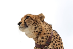 Lion-Park-015