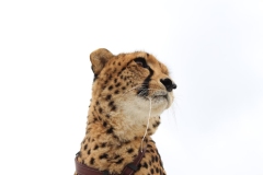 Lion-Park-016