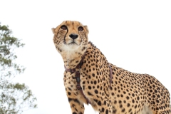 Lion-Park-017