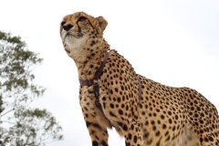 Lion-Park-018