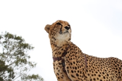 Lion-Park-019
