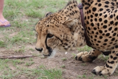 Lion-Park-020