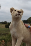 Lion-Park-027