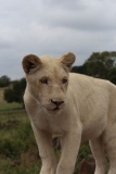 Lion-Park-028