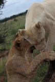 Lion-Park-031