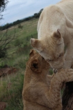 Lion-Park-032