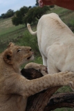 Lion-Park-034