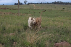 Lion-Park-035