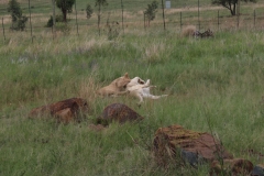 Lion-Park-036