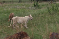 Lion-Park-037