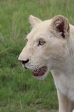 Lion-Park-039