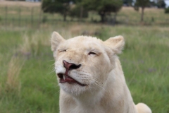 Lion-Park-042