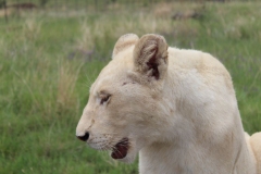 Lion-Park-043