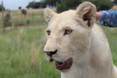 Lion-Park-044