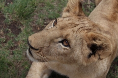 Lion-Park-045