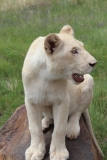 Lion-Park-046