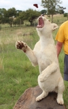 Lion-Park-047