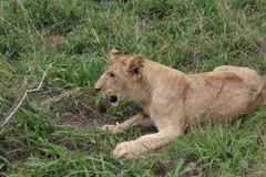 Lion-Park-049