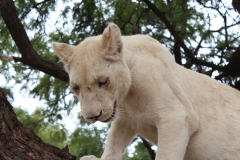 Lion-Park-051