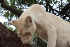 Lion-Park-052