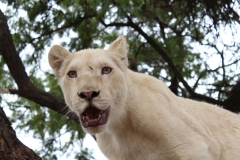Lion-Park-054