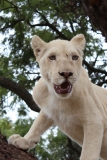 Lion-Park-058