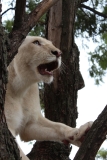 Lion-Park-060