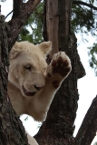 Lion-Park-061