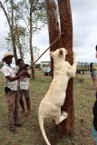 Lion-Park-062