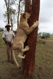 Lion-Park-063