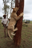 Lion-Park-064