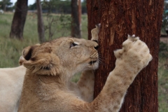Lion-Park-066