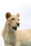 Lion-Park-067