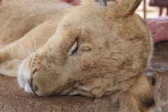 Lion-Park-068
