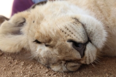 Lion-Park-069