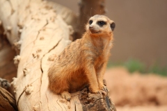 Lion-Park-070